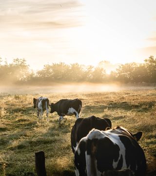 Pexels lukas hartmann 1276237